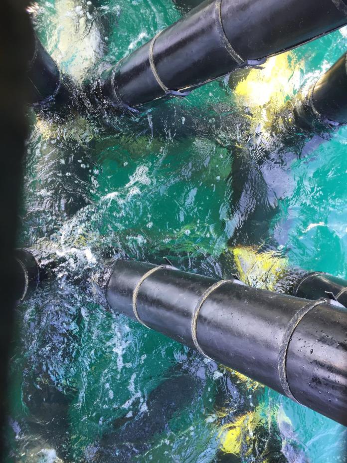 Aplicación de TRENTON Wax-Tape en un pilote de muelle
